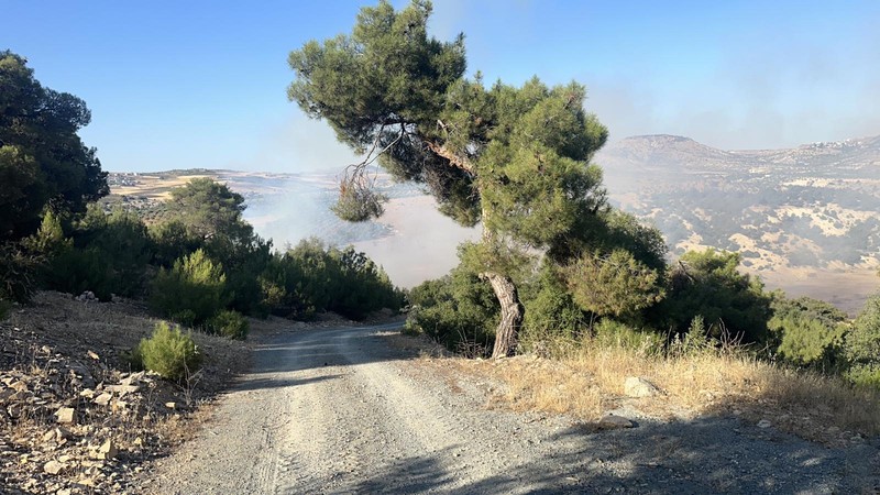 Kilis'te korkutan orman yangını