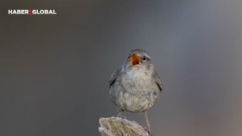 Ormanda kayıt altına alınan çit kuşunun çıkardığı ilginç ses izlenme rekoru kırdı!