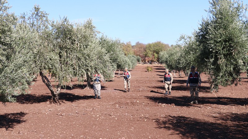 Kilis'te zeytin hırsızlığına karşı karadan ve havadan denetim