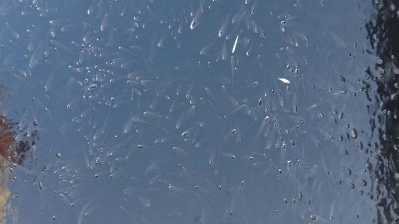 Endişelendiren görüntü! Büyük Menderes Nehri siyaha büründü