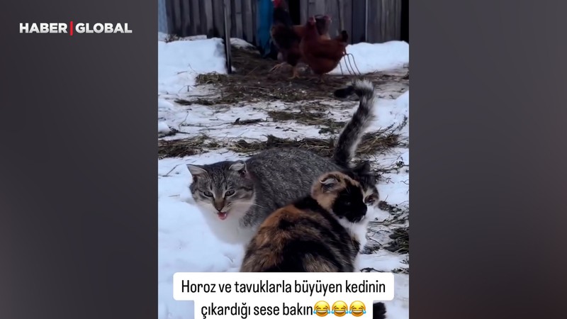 Horoz ve tavuklarla büyüyen kedinin çıkardığı ses sosyal medyada gündem oldu