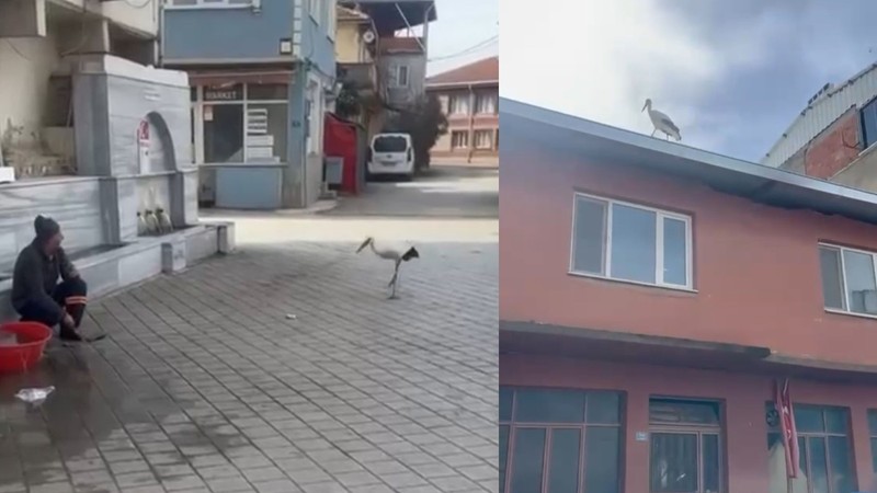 Yusuf dayının leyleği 'Bilal' bu yıl da geldi
