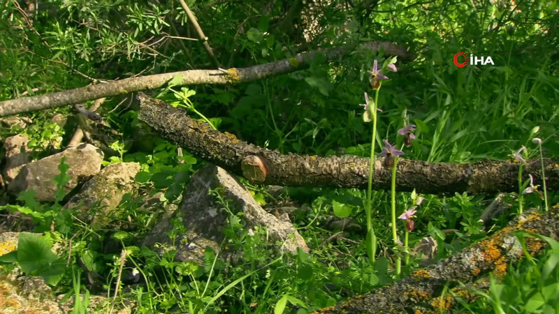 Çok kırılgan olan 'Likyasalebi' için koruma projesi
