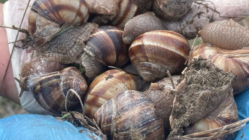 Yumuşayan topraktan çıkmaya başladı: Kilosu 35 liradan satılıyor