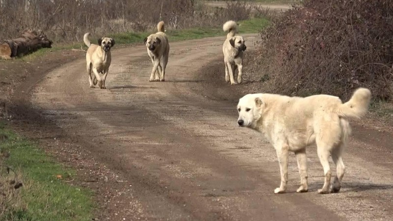 Ankara'da başıboş köpekler 2 çocuğu ısırdı