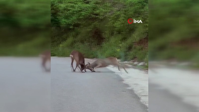 Karacaların ısrarlı kavgası
