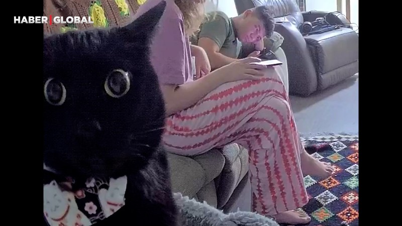 Eve gelen kamerayı görünce kitlenen kedi sosyal medyada gündem oldu