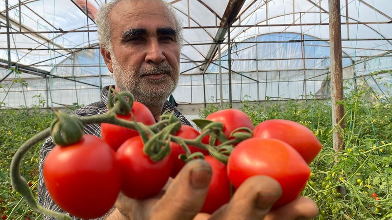 Üretici isyanda: Domates bizden 15 TL'ye alınıyor marketlerde 70 TL'ye satılıyor, farkı kim yiyor?