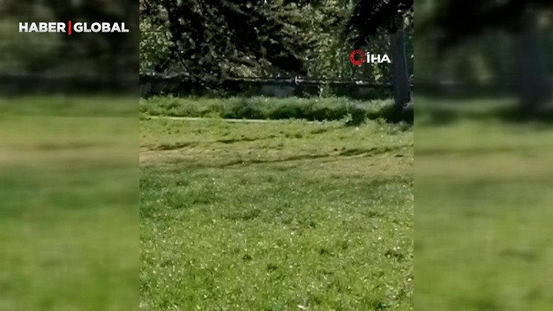 Okula karaca girdi