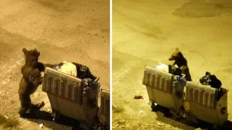 Yerleşim yerlerine inen bozayılara selfie için yaklaşmayın!