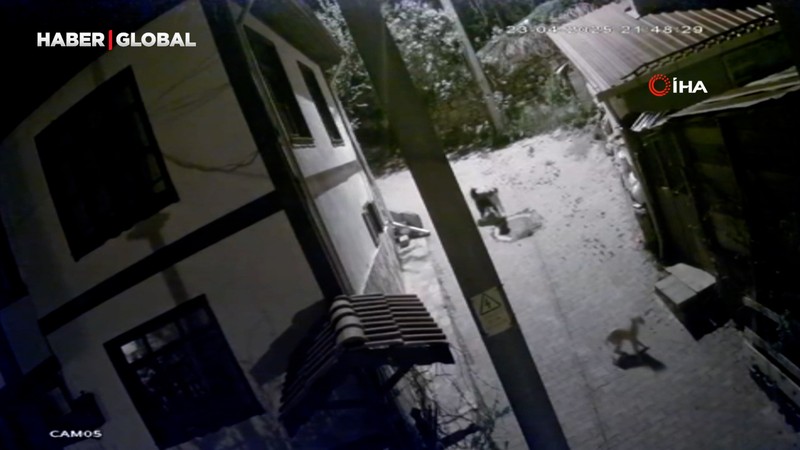 Ayı şehre indiğine pişman oldu, köpekler böyle kovaladı