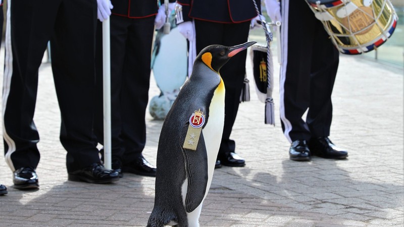 Guinness'ten dünyanın 'en yüksek rütbeli pengueni Olav’a kutlama