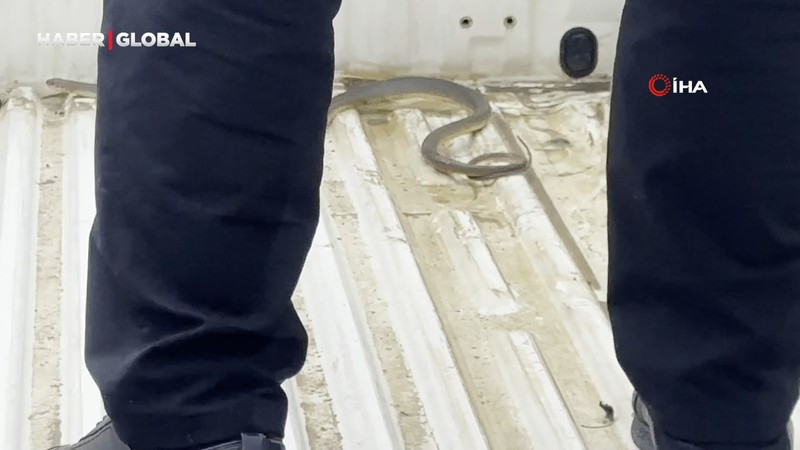 Aracının içine giren yılanı böyle uğurladı: "Hadi güle güle, bir daha gelme arkadaşım"