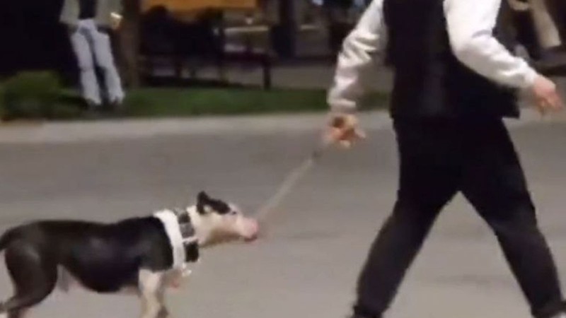 Pitbull köpeğe saldırdı! Sahibine para cezası