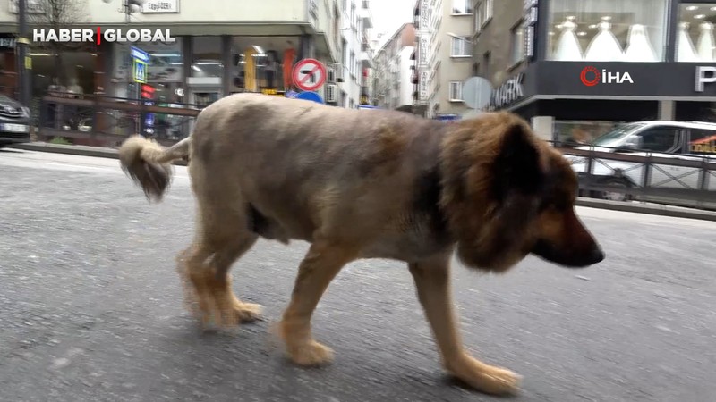 Sokak köpeğinin ilginç tıraşı Trabzon'da gündem oldu