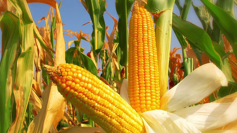 Ticaret Bakanlığı’ndan mısıra tarife kontenjanı