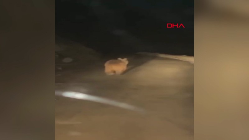 Yaylaya inen ayı arı kovanlarını parçaladı
