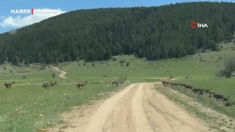 Bolu'da ceylan sürüsü görüntülendi