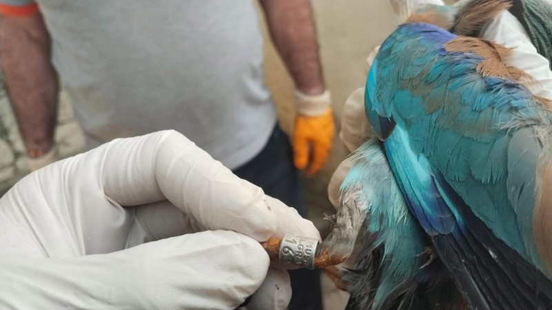 Sırbistan'da halkalanan gökkuzgun Denizli'de yaralı bulundu