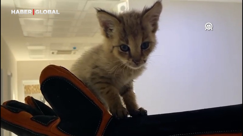 Bitkin halde bulunan saz kedisi yavrusu tedaviye alındı