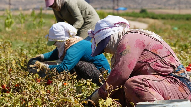 Denizli'de tarım işçilerinin günlük yevmiyesi belli oldu