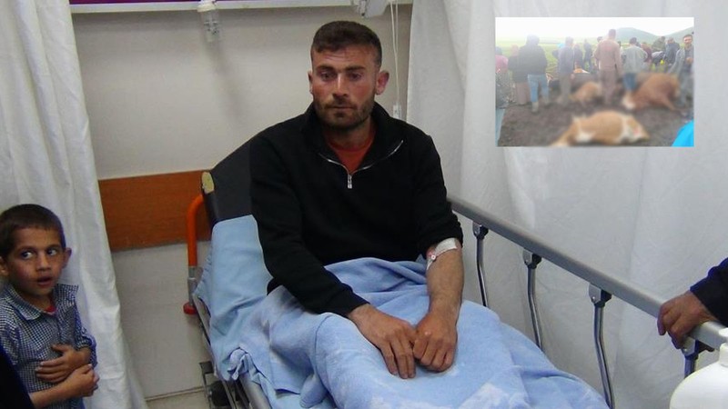 Kars'ta sürünün üzerine yıldırım düştü! 2 çoban yaralandı, çok sayıda hayvan öldü