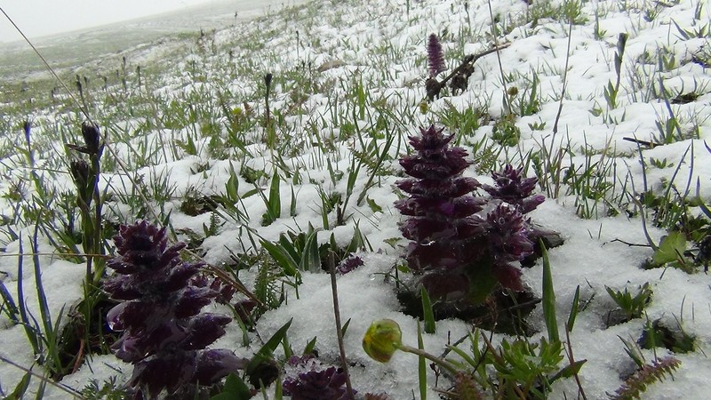 Kars'ta mayıs ayında lapa lapa kar şaşırttı