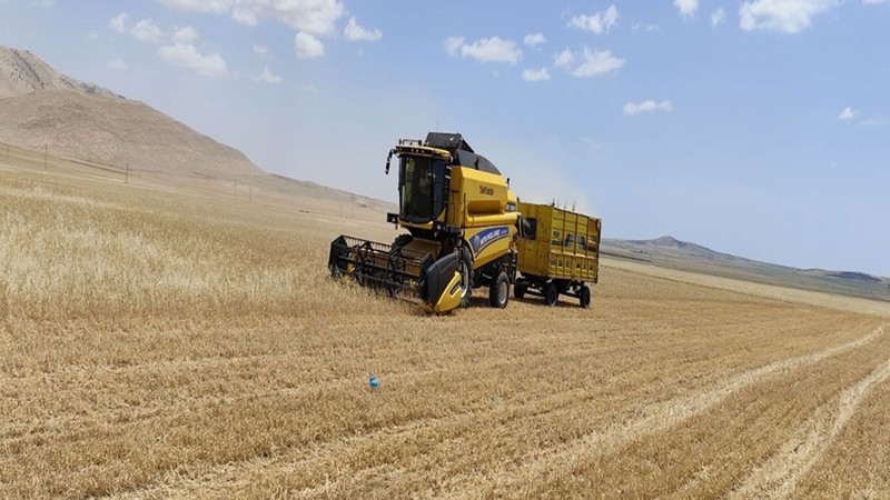 Mardin'de buğdayda ilk hasat yapıldı; kilosu 17 liradan satıldı