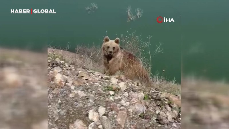 Ayıyı görüntülemek istedi, canını zor kurtardı