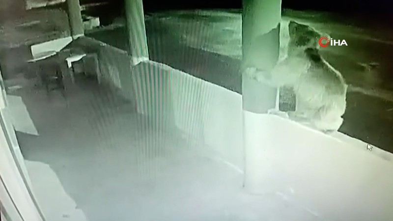 Bayburt’ta bir yavru ayı alabalıkları yedikten sonra oyunlar oynadı