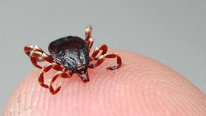 En çok 3 ilde görülüyor! Ölümcül KKKA'da vakalar artıyor; bu belirtilere dikkat