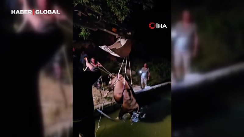 Adıyaman’da havuza düşen inek kurtarıldı