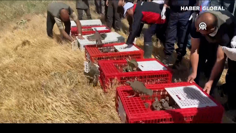 Yozgat'ta kene savar keklikler doğaya salındı