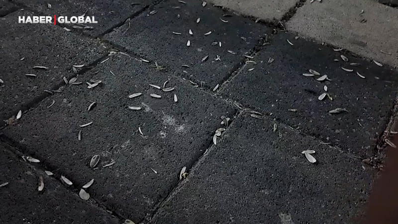 Zabıta ekiplerinden çöpünü yere atanlara ders gibi uygulama
