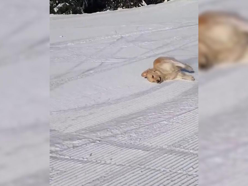 Siradan Bir Kopek Goruntulendi Maalesef Konusamiyor