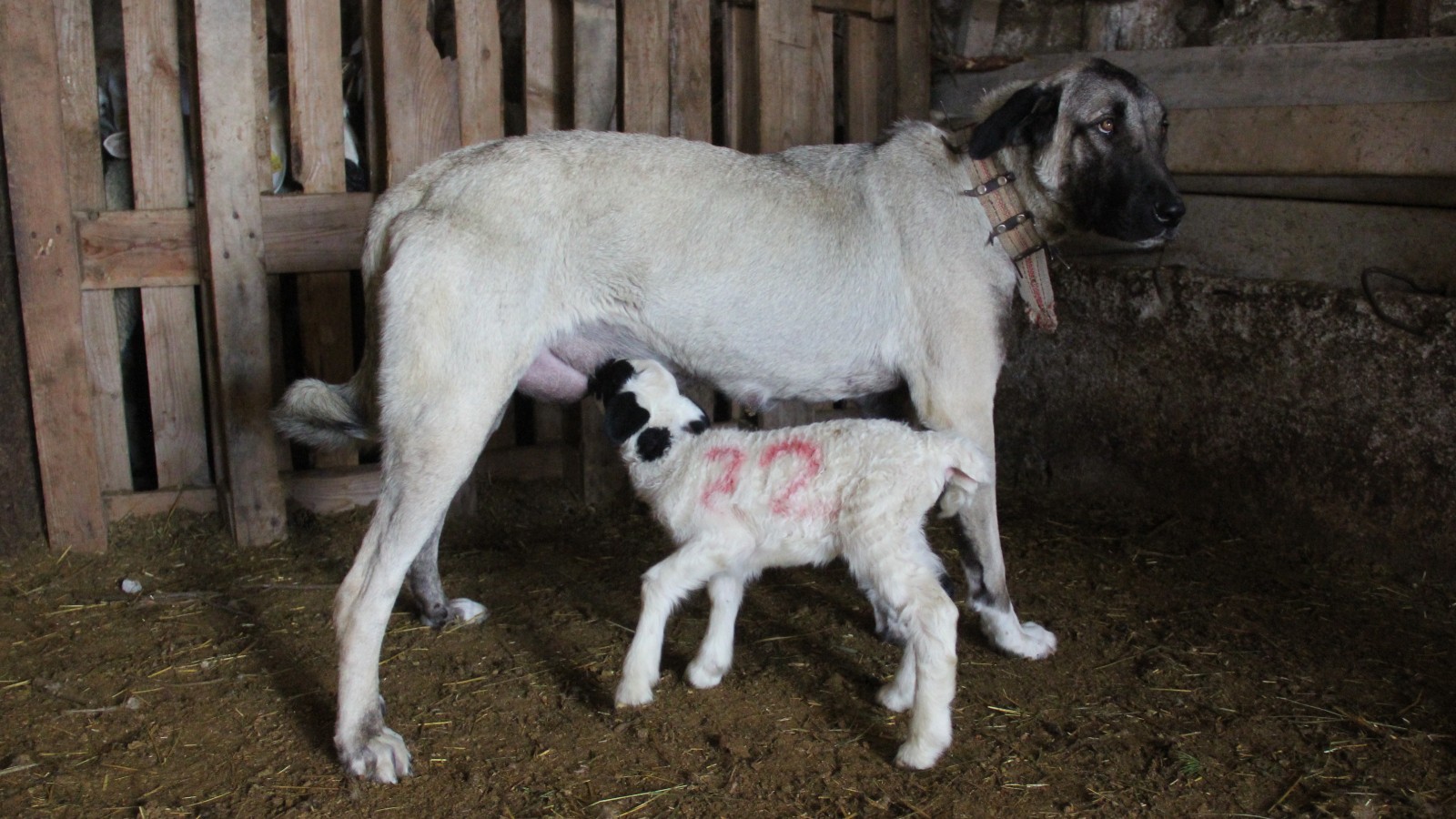 sivasta kuzu emdiren kangal coban kopegi rhfh