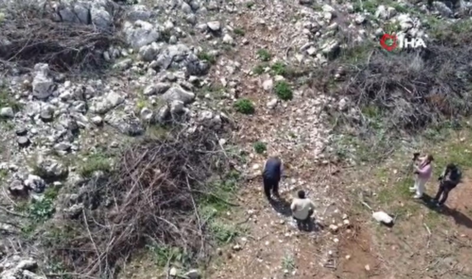 Altın kadar değerli: Yangın sonrası ormanda ortaya çıktı, köylüler her yerde arıyor - Resim: 6