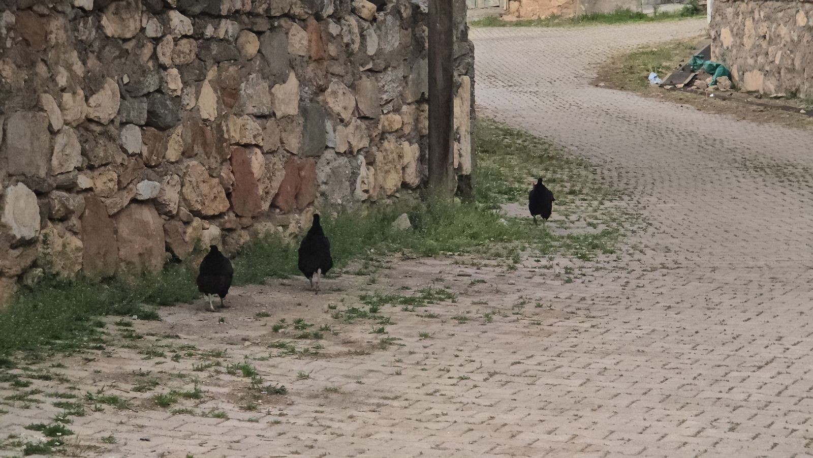 Tokat'ın bir köyünü kene bastı: Bölge sakinlerinden yetkililere yardım çağrısı - Resim: 3