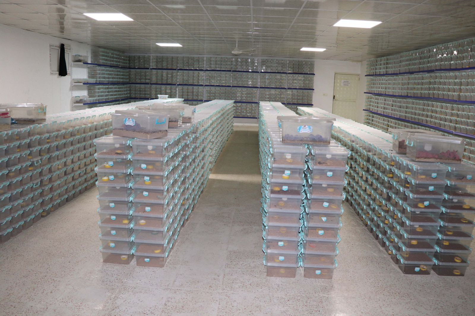 10 bin akrepli tesis kurdu: Taleplere yetişemiyor... Ayda sadece 50 gram zehir çıkıyor