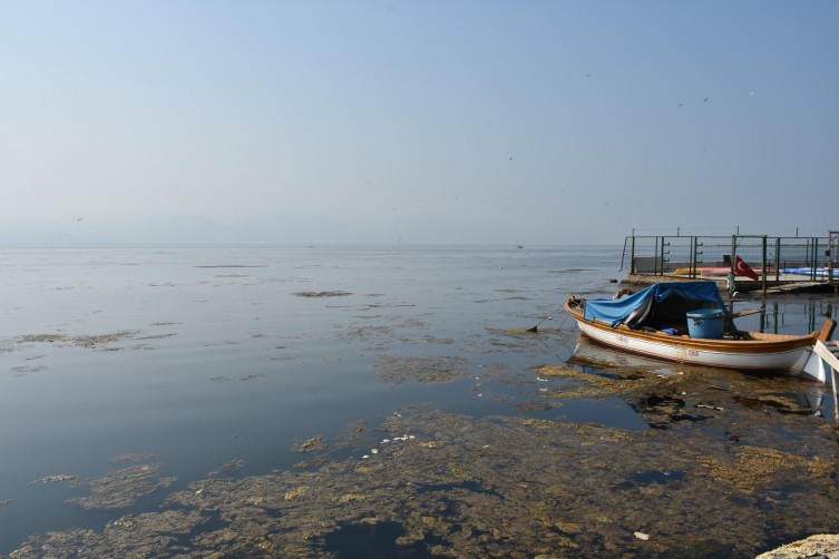 Moss formó una cubierta verde en el Golfo de Izmir - Imagen: 1