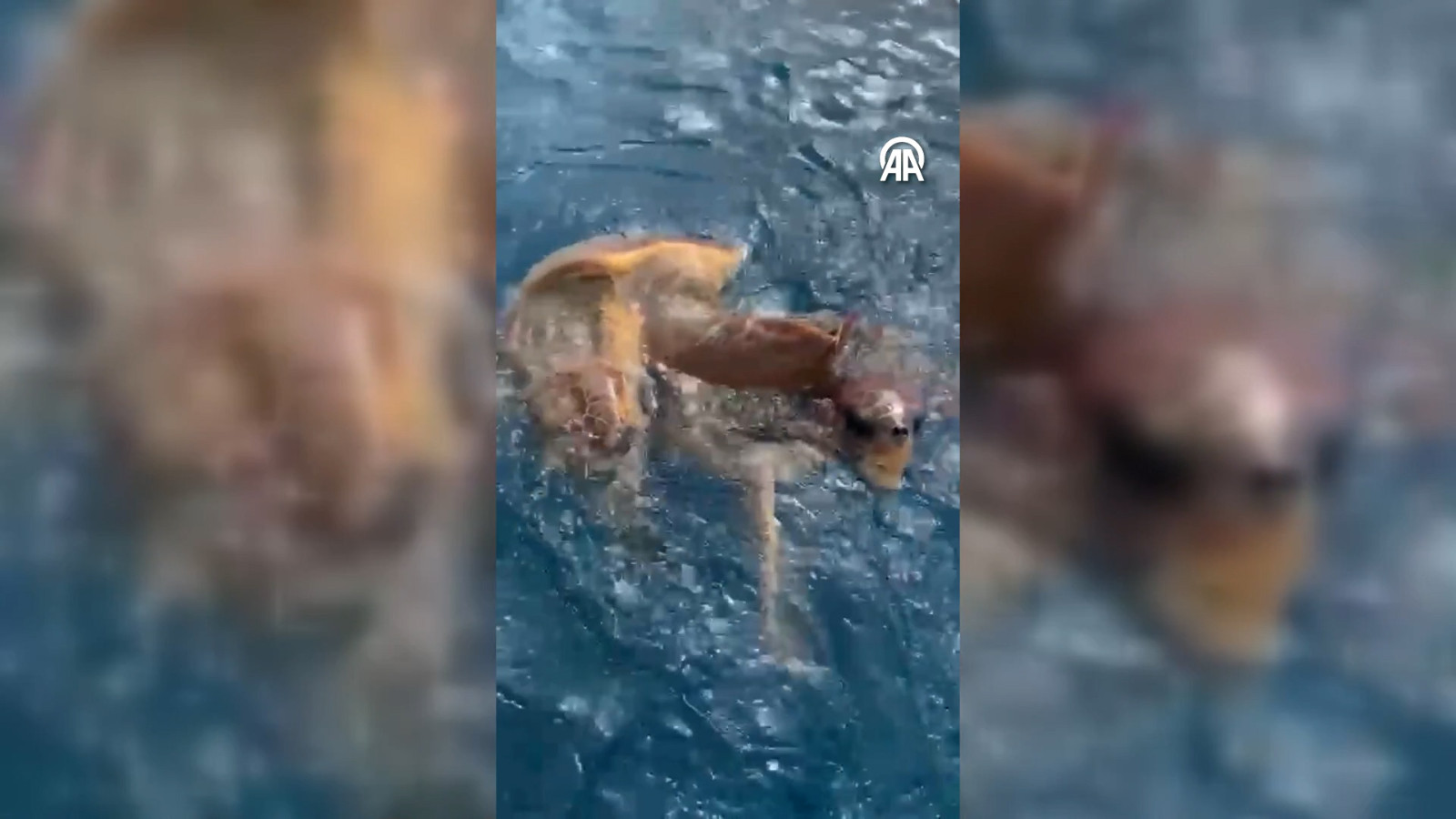 Antalya’da 2 caretta caretta denizde balıkçılara eşlik etti