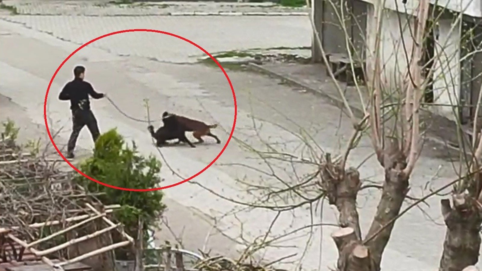 Tasmasından tuttuğu köpeğini, sokak köpeklerine saldırttı thumbnail
