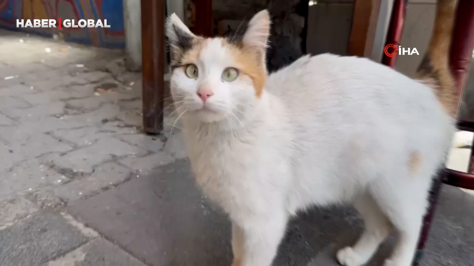 Şaşı kedi, mahallelinin maskotu haline geldi thumbnail