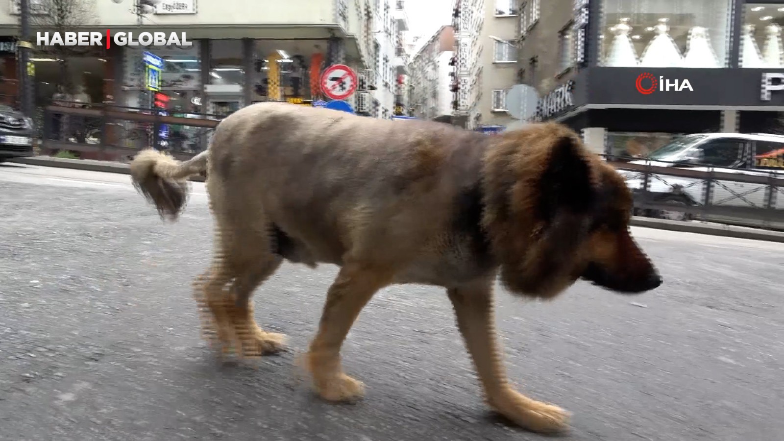 Sokak köpeğinin ilginç tıraşı Trabzon'da gündem oldu thumbnail