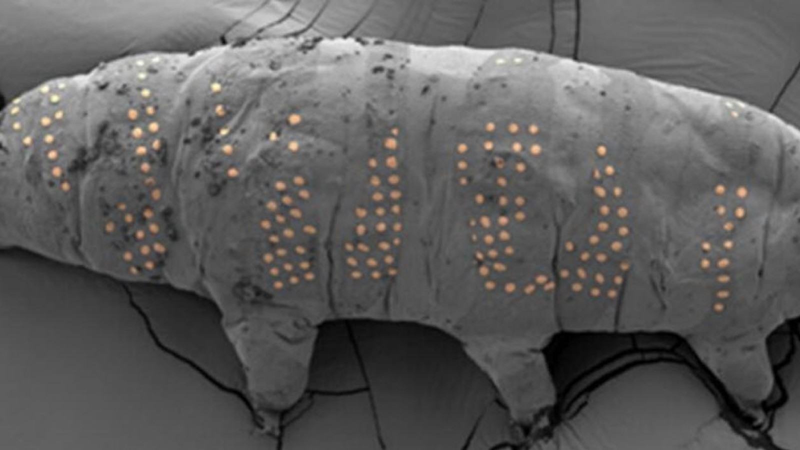 Nanoteknolojide yeni bir dönem: Bilim insanları Tardigradlara 'dövme' yaptı