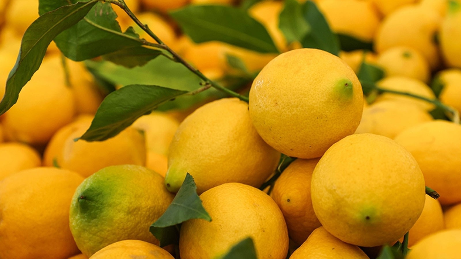 İstanbul'da en çok limon pahalandı