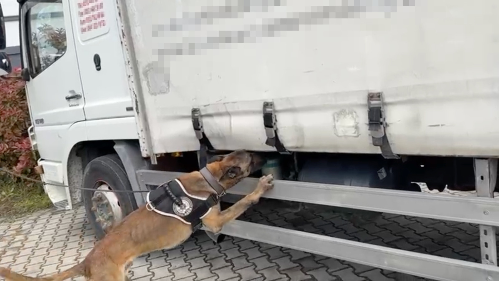 Kocaeli’de narkotik köpeği binlerce uyuşturucu maddeyi ortaya çıkardı Kocaeli’de narkotik köpeği binlerce uyuşturucu maddeyi ortaya çıkardı