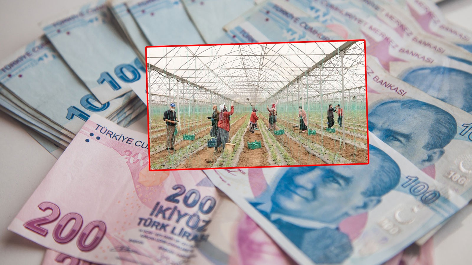 Samsun'da tarım işçilerinin günlük yevmiyesi belli oldu