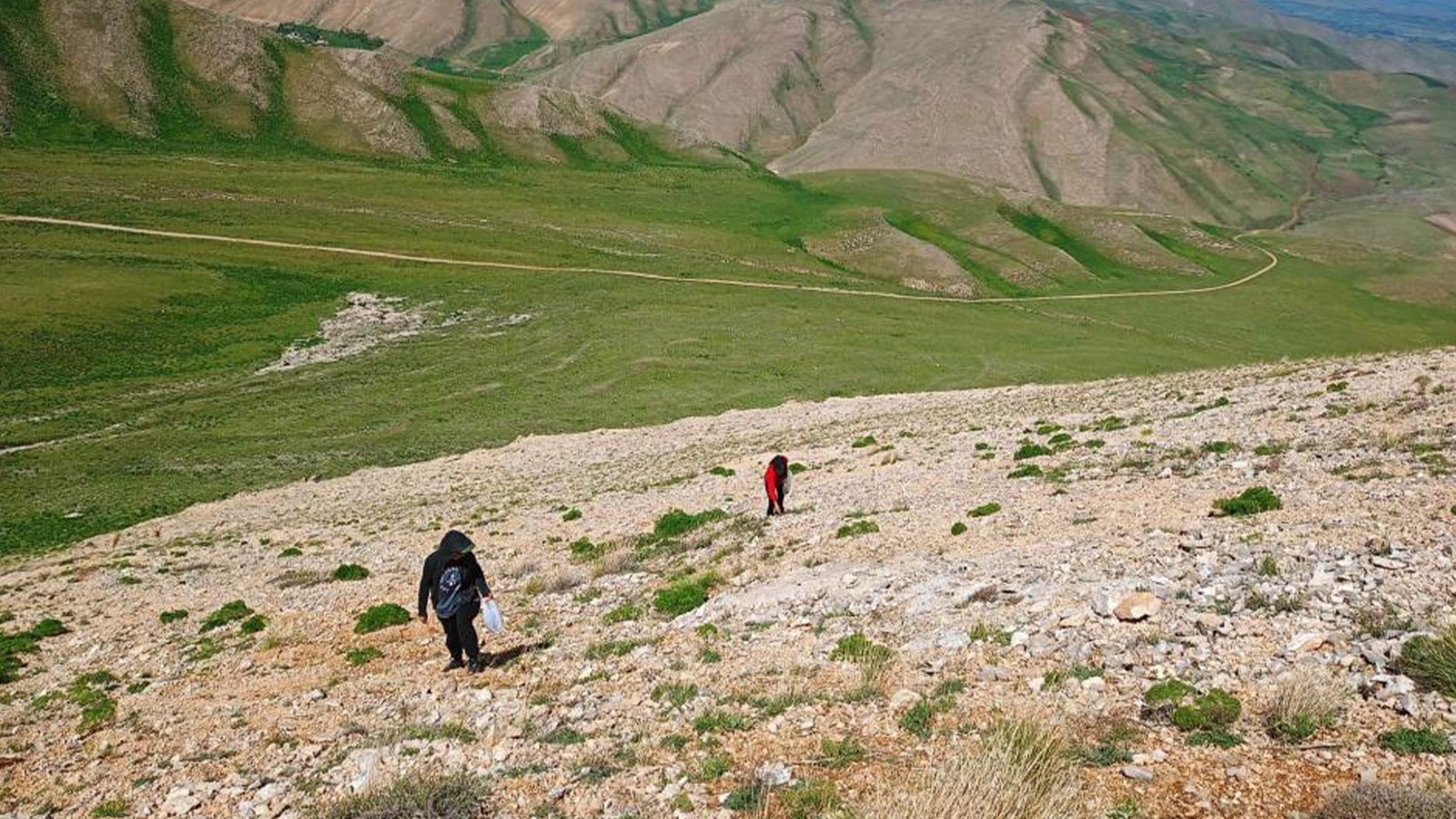 Uzmanlardan heliz otu ve mantar zehirlenmesi uyarısı