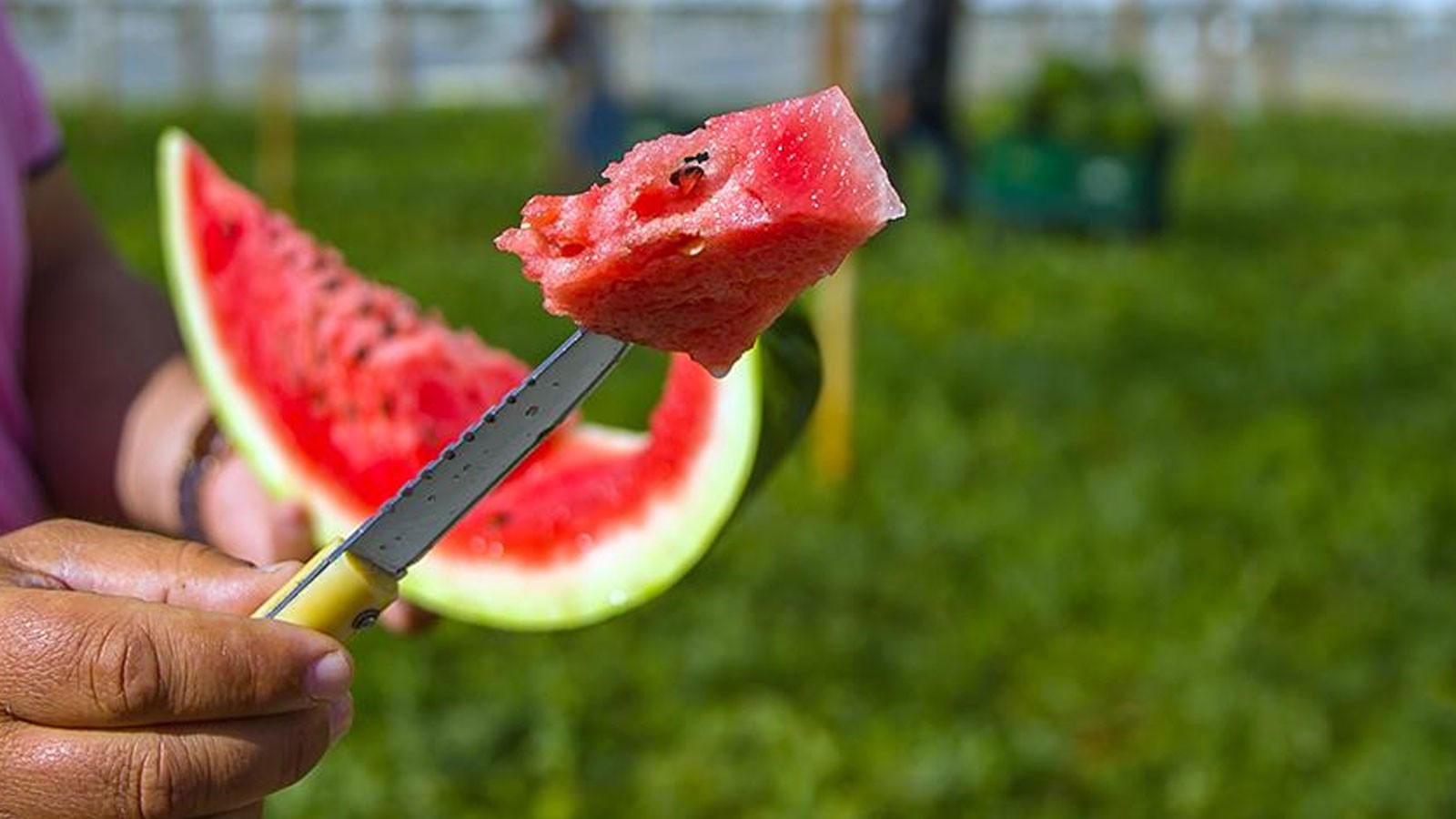 Türkiye'nin ihtiyacının yüzde 25'i bu şehirden! Hasat başladı, fiyatını duyurdular